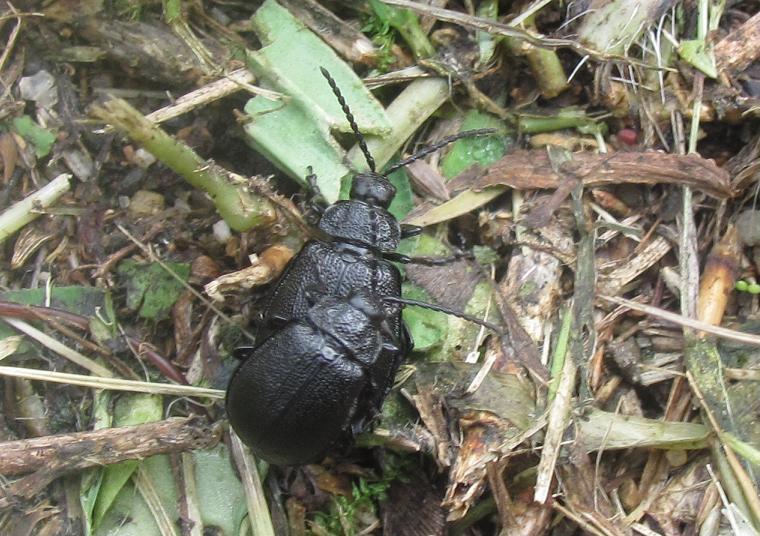 Galeruca tanaceti (Chrysomelidae) in accoppiamento